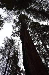 Sequoia_2014 016